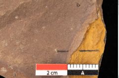 Foto (Detailsansicht) von Quercus palaeoilex Ettingshausen (NHMW-GEO-2024-0188-0930)
